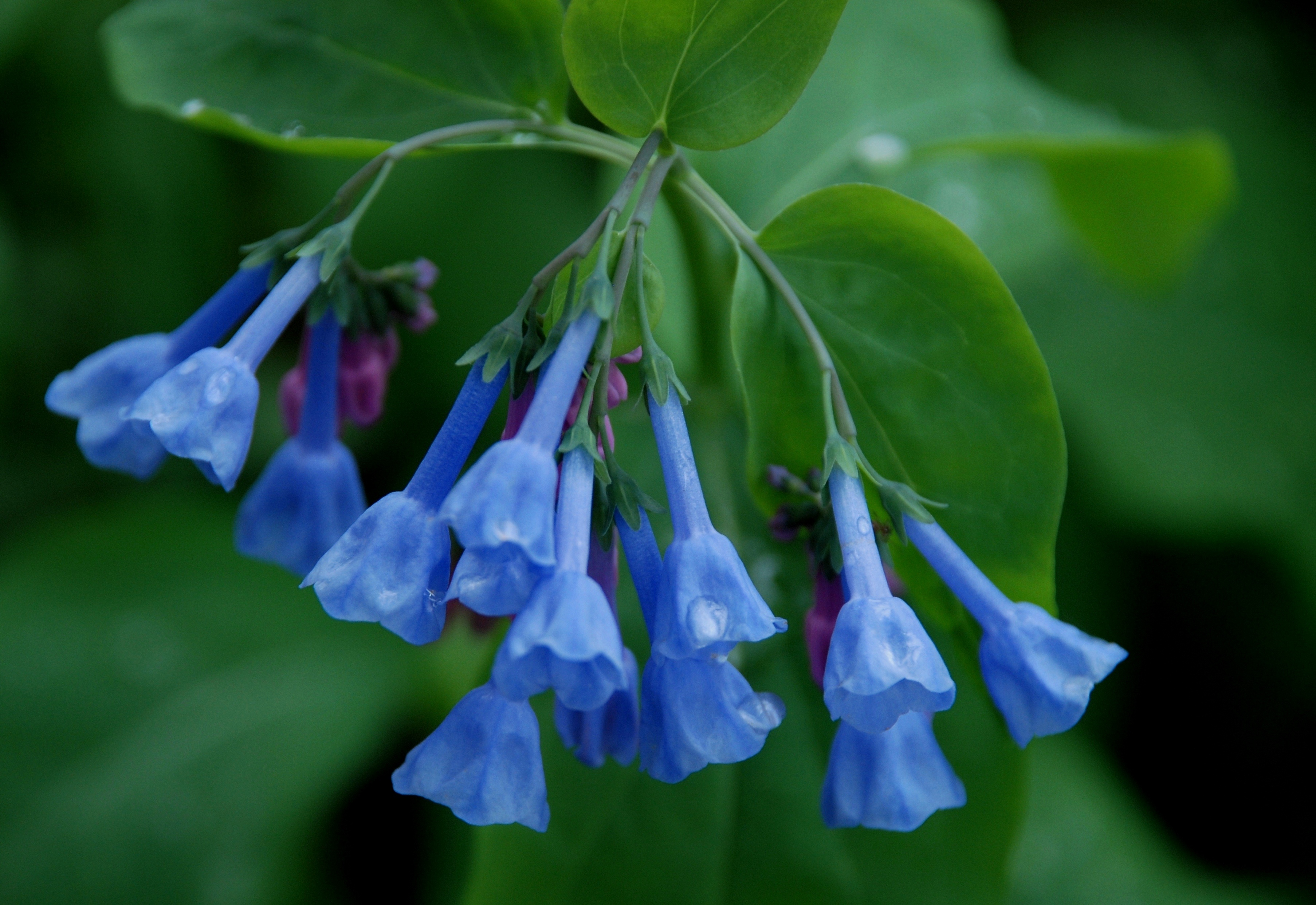 Backyard Wildlife Color of the Week: BLUE - The National Wildlife  Federation Blog