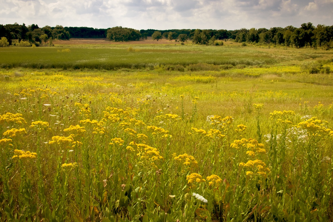 Backyard Wildlife Color of the Week: YELLOW - The National Wildlife  Federation Blog