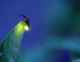 Firefly photographed by Radim Schreiber in Iowa.