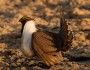 Male Sage Grouse, credit Rob Crow/Flickr