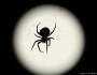Spider and full moon