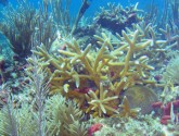 Staghorn coral (center) on healthy patch reef