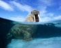 Walruses are one of the Arctic animals that felt the heat in 2011. Photo credit: Peter Hemming