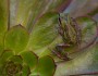 Pacific tree frog