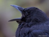 raven by Efren Adalem