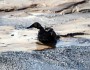 Oiled tar sands duck from blogspot.com