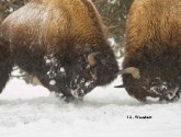 Bison bulls establish a hierarchy in Yellowstone National Park in a photo by J.L. Wooden