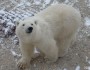 Polar Bear in Churchill
