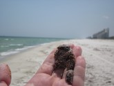 Oil on beach near Pensacola, FL - June 2010