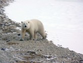 PolarBear11