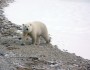 PolarBear11