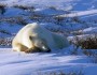 A Churchill polar bear