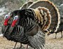 Wild Turkeys by Cal Bebee
