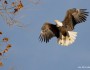 Bald eagle in flight, photographed by Jim McCollum