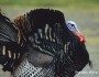 wild turkey, pilgrims, thanksgiving