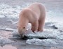 Polar bear