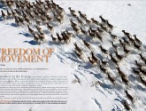 pronghorn, corridor, migration