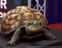 Yogi Bear Frog-Mouthed Turtle