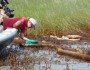 NWF's Maura Wood examines oil in the marsh.