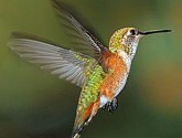 Rufous Hummingbird by David M. Schindler