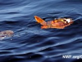 Sea turtle swims through oily gulf waters, May 2010