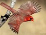 Northern Cardinal by Howard Cheek