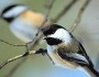 Black-capped Chickadee by Gary Garton