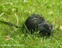 Oiled muskrat in Michigan after oil spill