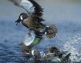 Blue-winged teal by David Heritsch