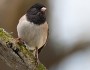 Dark-eyed Junco by Mike Baird