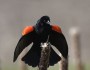 Red Winged Blackbird FLICKR