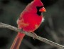 cardinal