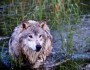 Gray wolf