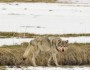 Yellowstone Wolf by Floyd H. Bond