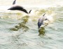 Dolphins in Gulf Shores, AL (photo: Christy Sheffield)