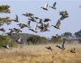 Waterfowl in flight over wetlands at Chincoteague National Wildlife Refuge, Southern end of Assateague Island, VA.