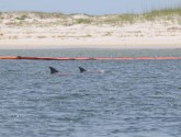 Dolphins swim next to oil booms