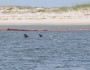 Dolphins swim next to oil booms