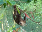 This guy was "hanging around" outside our hotel one evening.