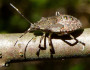 brown marmorated stink bug nymph