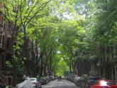 NewYorkCityManhattanStreetTrees