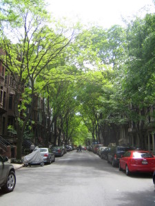 Trees along a Manhattan street
