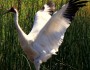 Did you know that whooping cranes mate for life? (Photo credit: Steve Szabo)