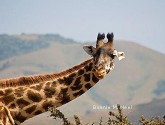 giraffe, Tanzania, Africa