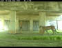 panther in underpass