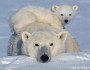 polarbearandcub3