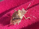 This stink bug landed on me as I was writing this post.
