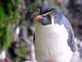 Rockhopper Penguin on Gough Island in the South Atlantic (photo: Chantal Steyn)