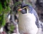Rockhopper Penguin on Gough Island in the South Atlantic (photo: Chantal Steyn)