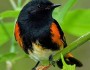 American Redstart by Darlene Friedman